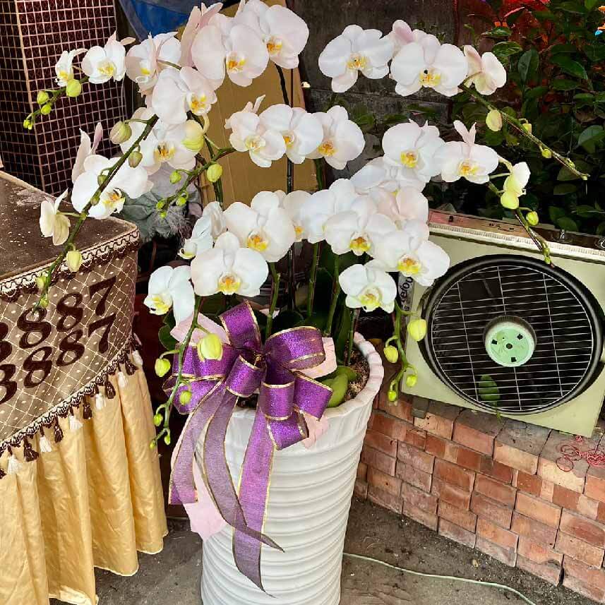 典雅蘭花-商品