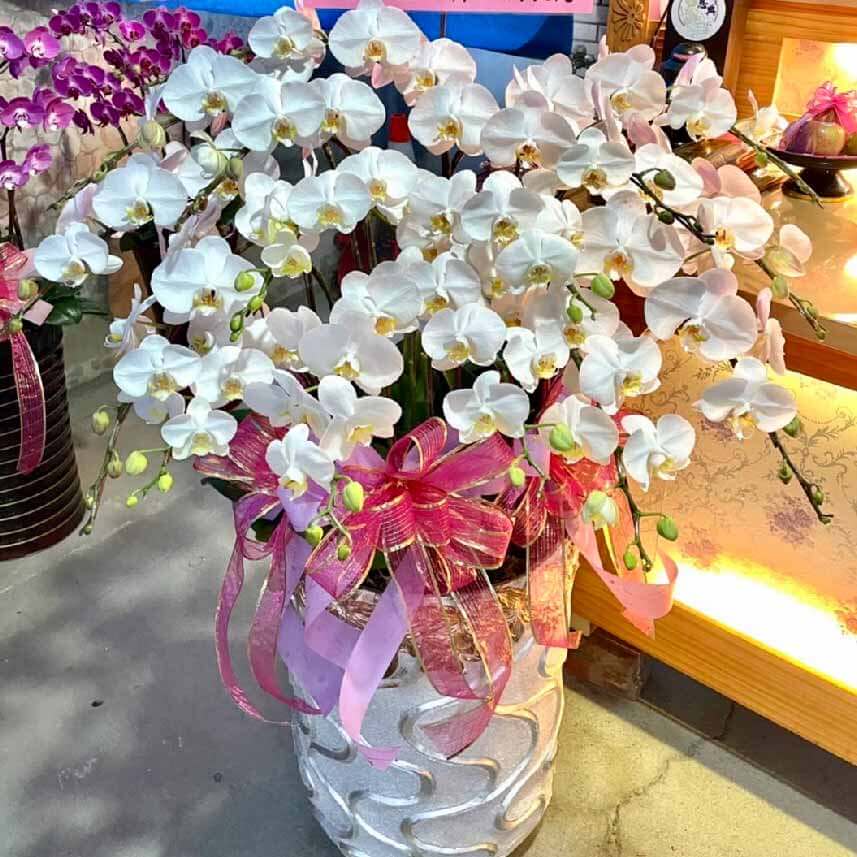 弔唁蘭花-商品