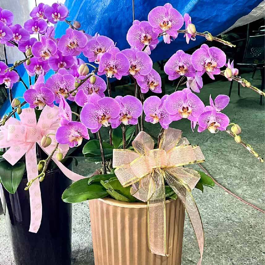 紫意盎然-商品
