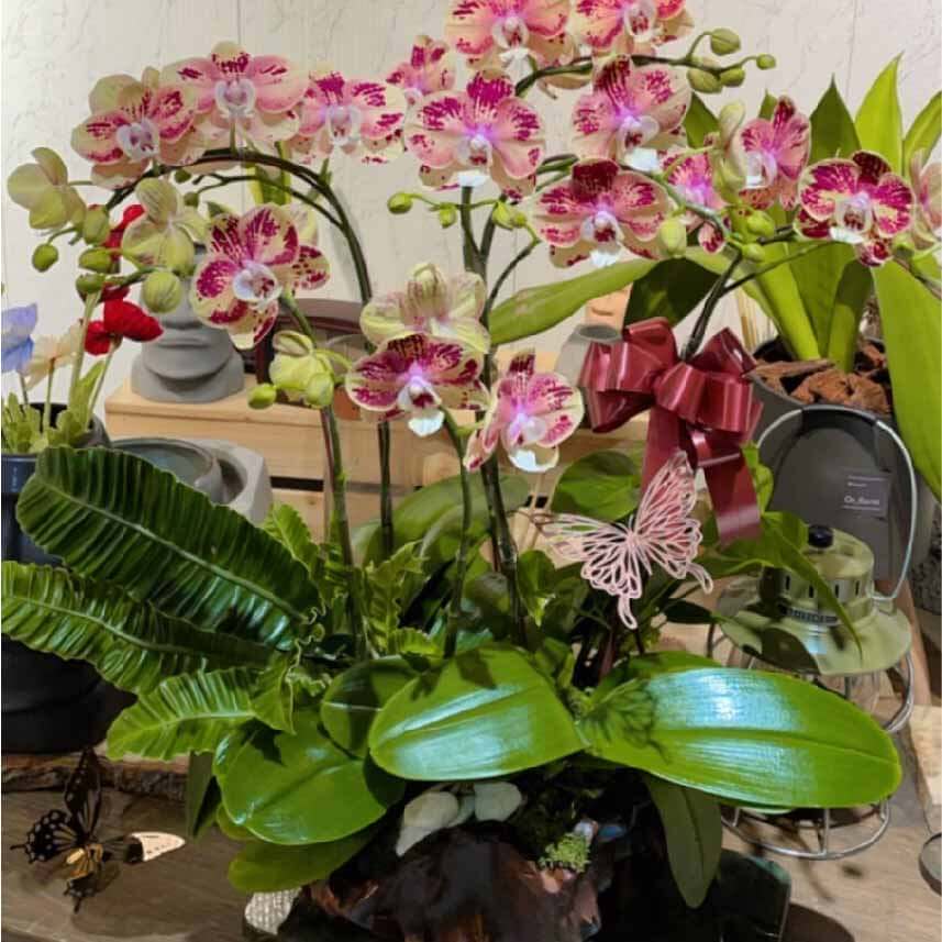 繁花似錦-商品