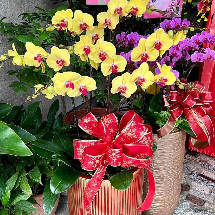 花開富貴-商品