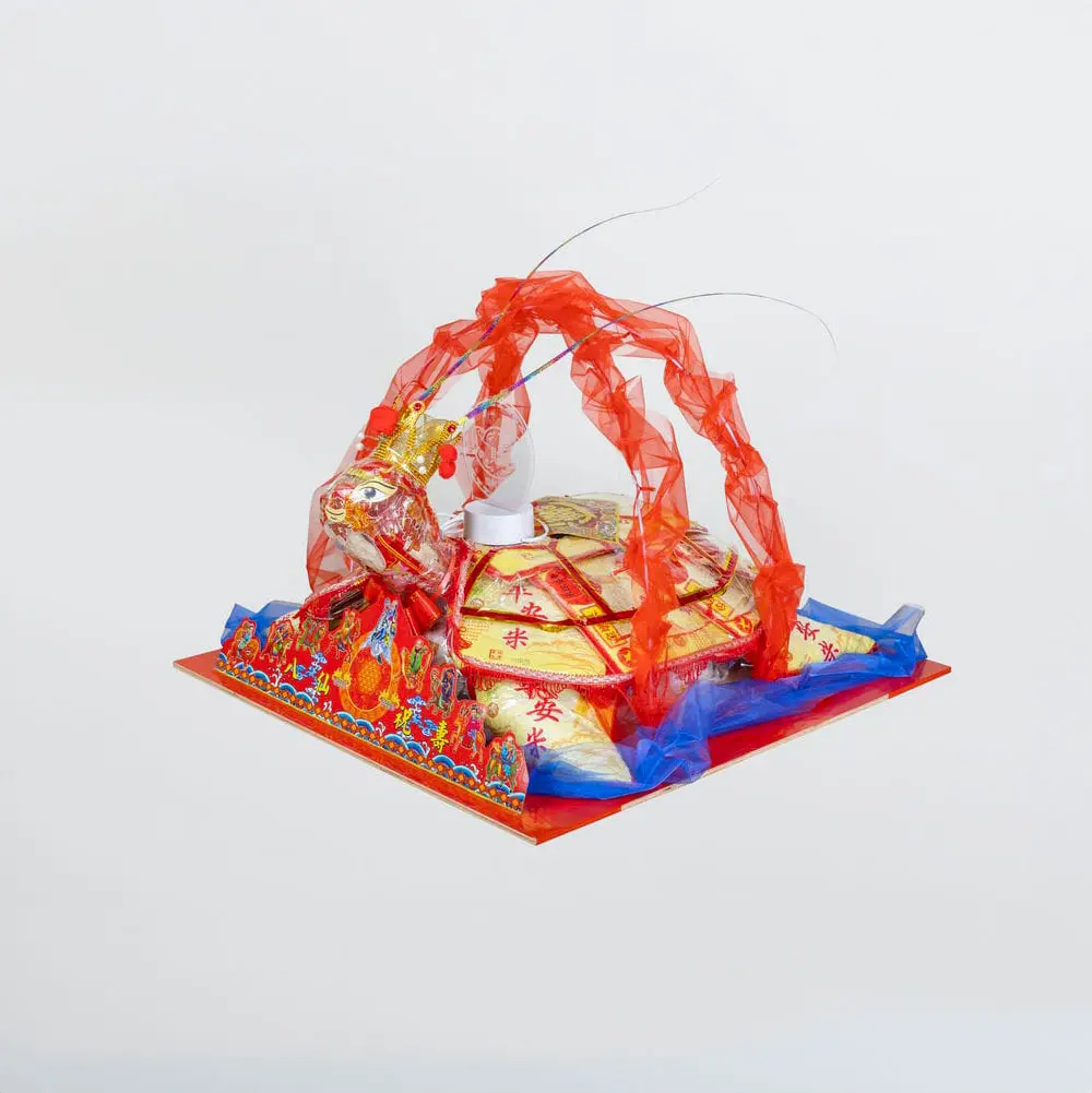 60斤白米龜 60斤白米龜