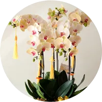 喪禮蘭花icon