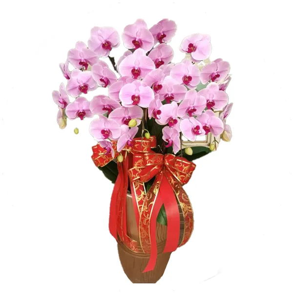 開幕蘭花icon
