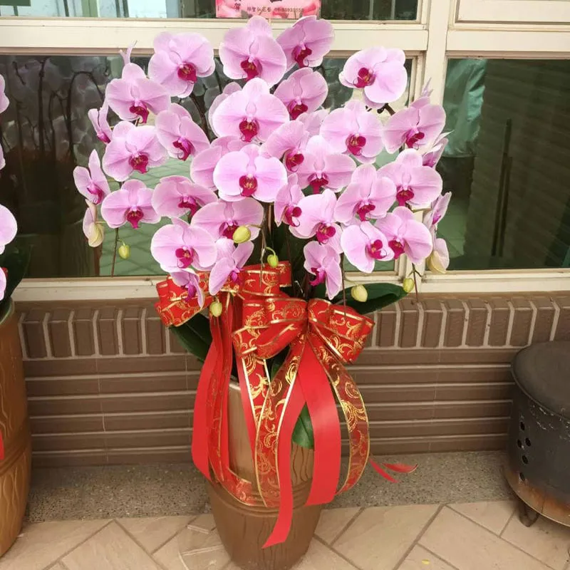 祝賀蘭花C