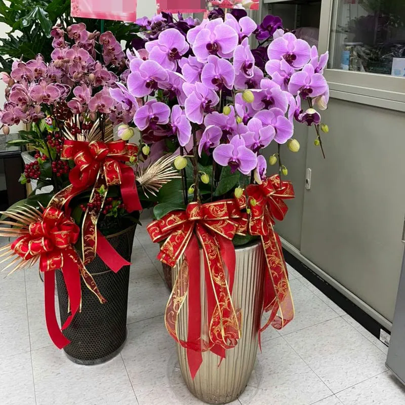 祝賀蘭花D