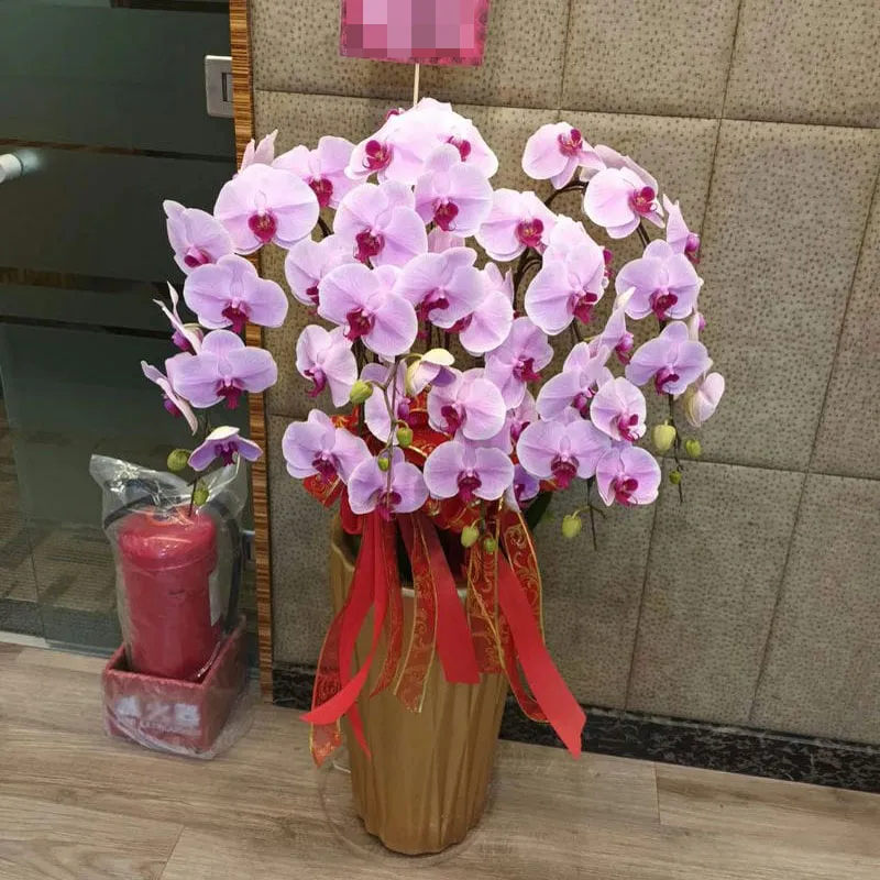 祝賀蘭花F