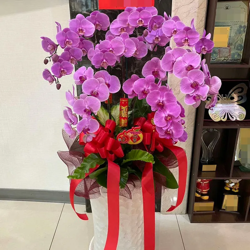祝賀蘭花G