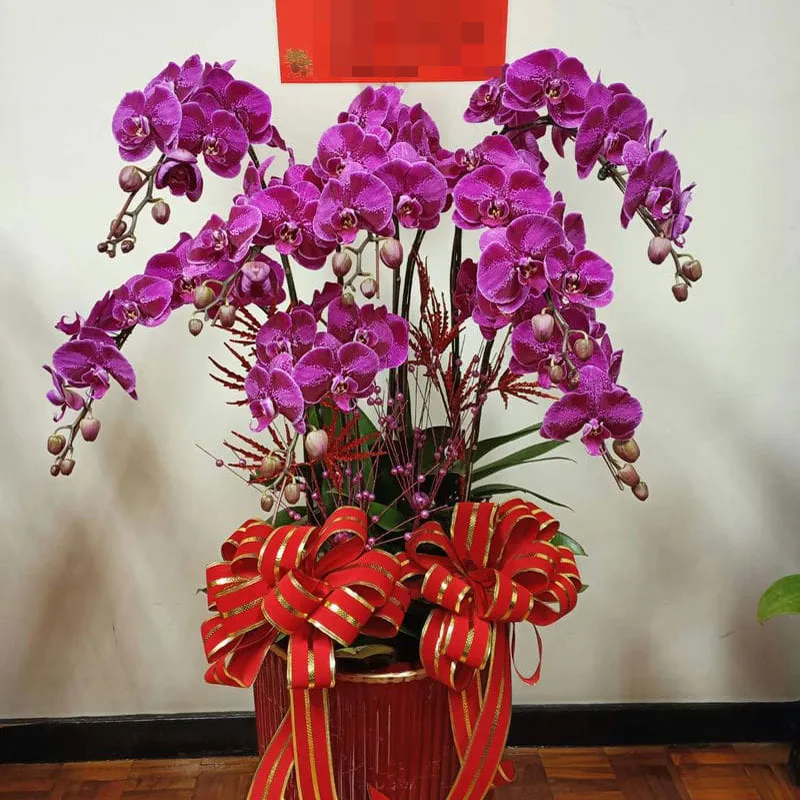 祝賀蘭花H